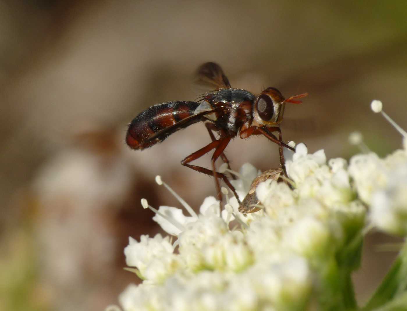 Cylindromyia intermedia?